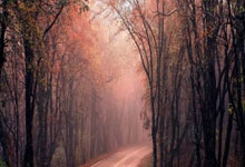 爱游戏APP-末节嗜血獠牙!唐斯攻防统治点燃华盛顿,森林狼逆转奇才上演狼群猎杀时刻