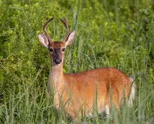 爱游戏在线-雄鹿堡连续获胜,保级前景一片春意